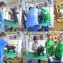 Curs Coafor Canin Cod COR  516402